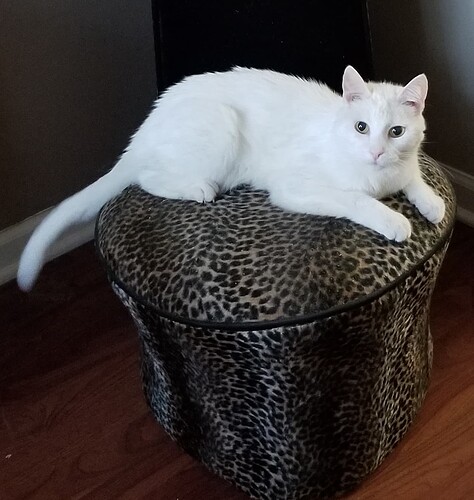 Sugar-cheetah-chair-cropped