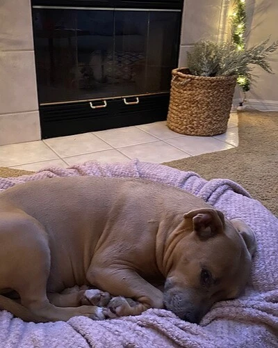 Penelope the dog relaxing on her bed in the lounge