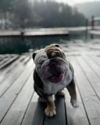 Winston the dog sitting on the dock